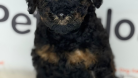 KAHVE SİYAH BENZERSİZ TOY POODLE DİŞİ YAVRU